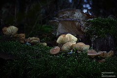 Pilze - Mushrooms 