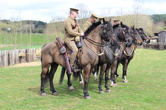 Horses at Work Event, Beamish Open Air Museum