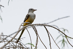 Rio Grande Valley Birding