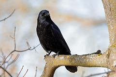 Crow / Corneille