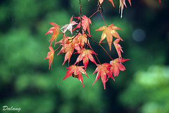 Autumn_Colors_2015