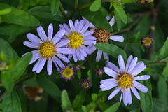 ASTER ageratoides 'Harry Smith'