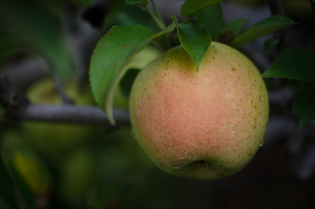 20151004-Apple-Orchard-1172