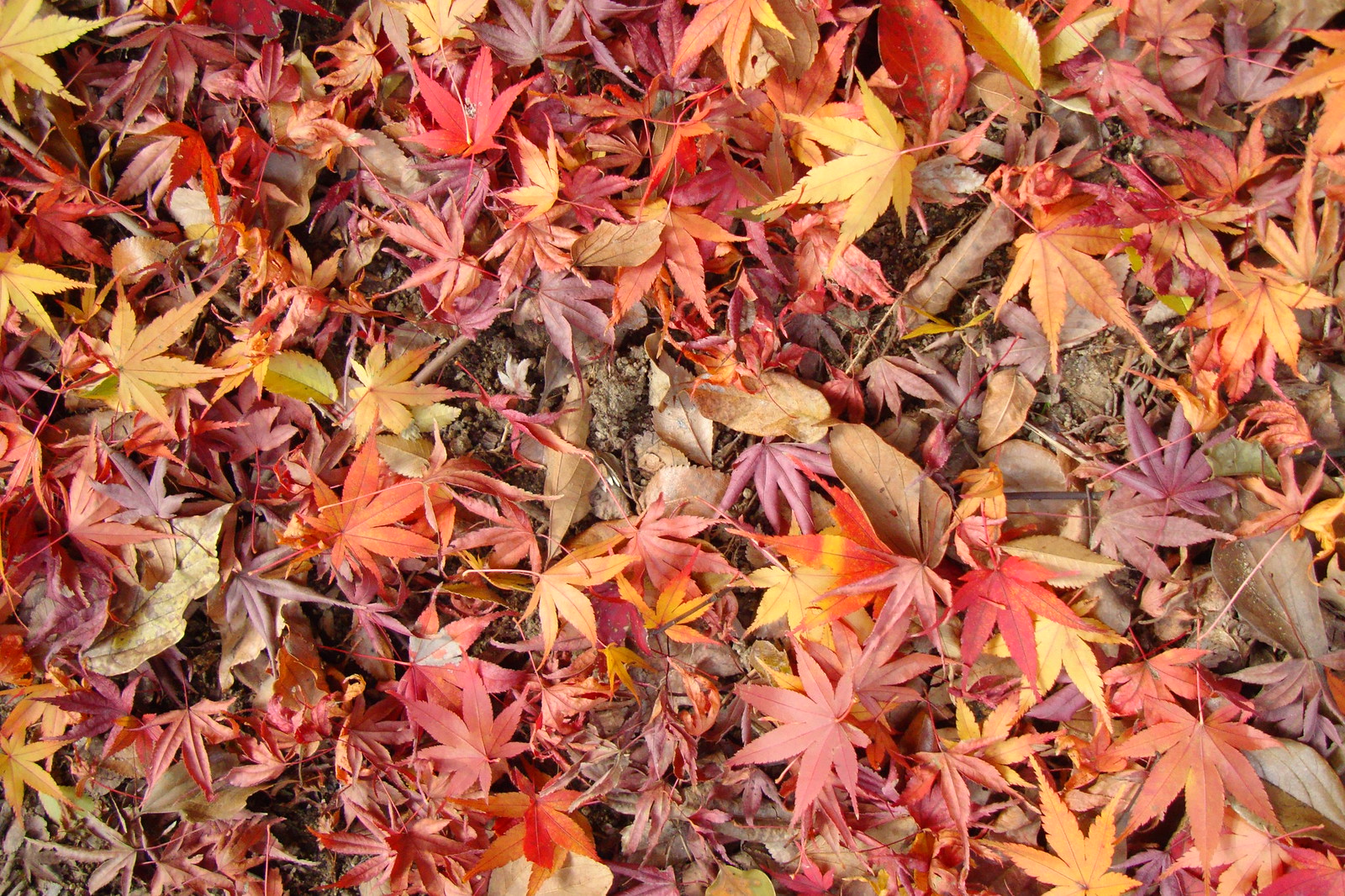 Narita Temple Autumn Colors (Narita san in Chiba)
