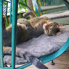 Cats of Key West, 2015 Key West (Florida) Trip
