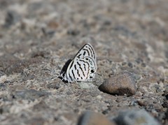 Butterflies UAE (United Arab Emirates)
