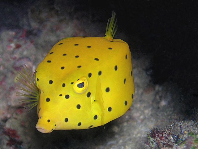 Yellow Boxfish - Redang photo by flickr user gwylow71