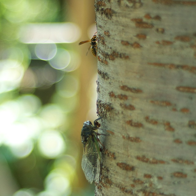Cicada & Paper wasp