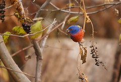 Painted Bunting @ Prospect Park 2015-12-03