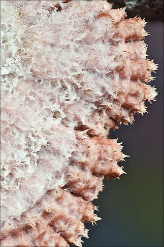 Щелелистник обыкновенный (Schizophyllum commune) Автор: Amadej Trnkoczy (Slovenija)