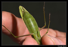 Dictyoptera/Mantidae