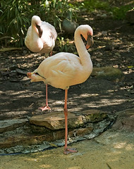 Bird Album 06 - Flamingos