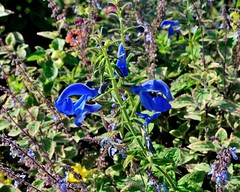 Sauge (Salvia sp., lamiacée)