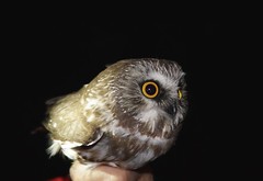 Owl Banding