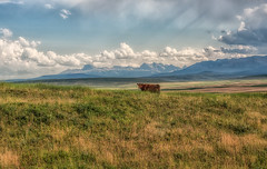 The Southern Alberta Landscape