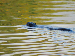 Blandford Otter and Kingfisher