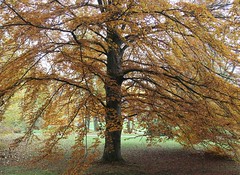Trees. - Autumn. (4)