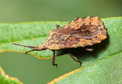 Flat Bugs (Aradidae)