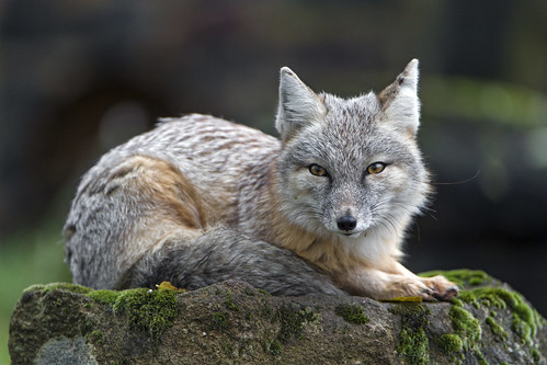 The corsac fox lying and posing well