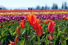 Spring and Summer blooms in Oregon