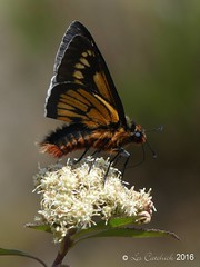 Peru 2016 - Butterflies