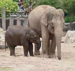 animals in Zoos and wildlife parks