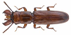 Coleoptera Family Prostomidae