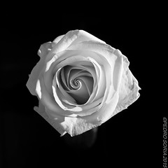 Variaciones sobre una rosa blanca.