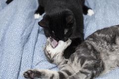 Kittens Fighting And Playing