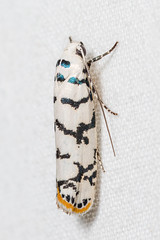 Micro-moths (Lepidoptera)