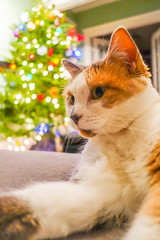 Christmas Kitties 2016