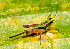 Pygmy Grasshoppers (Tetrigidae)