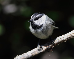 Chickadees, Nuthatches, Titmouse, Bushtit, Brown Creeper
