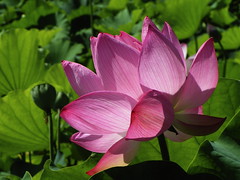 Lotus 2008