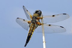 Dragonflies and Damselfly
