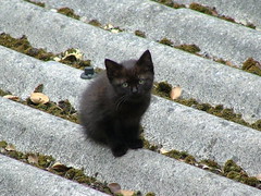 Cat n Kitten - Brest, France - July 2006.