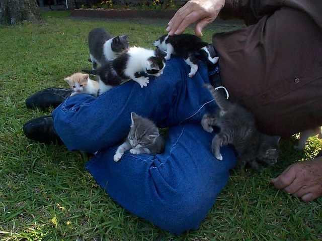 So many kittens!