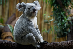 Koala Seated Pose