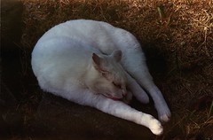 White Cat, Akashi Castle, M6TTL 0.85 + Summilux 75/1.4