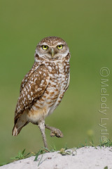 Bird Album 21 - Owls