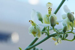 Moringaceae  ワサビノキ科