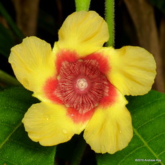 Apocynaceae of Ecuador