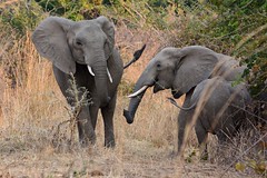 Zambia Elephants 2015