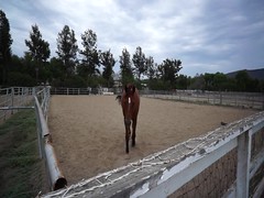 Horses Moorpark California 93021
