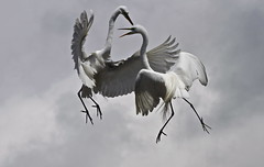 egrets in fight