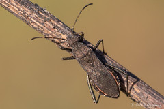 Heteroptera: Alydidae