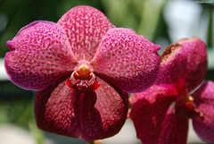 Orchidées du Jardin de vandas