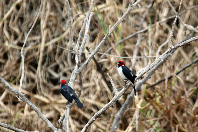 Red-capped cardinal (Paroaria gularis)