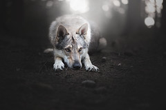 Baari the Wolf
