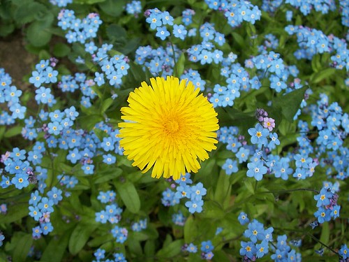 Dandelion and Forget-me-nots (1)